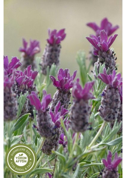 Meşhur Erzincan Keskin Kokulu Zihin Dostu Karabaş Otu, Keşiş Otu, Gargan,lavandula Stoechas | 40GR