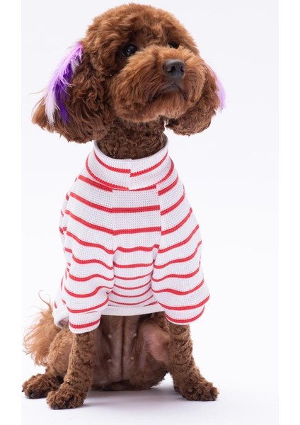 Kırmızı Bear With Me Baskılı Triko Sweat Kedi Köpek Kıyafeti modelleri