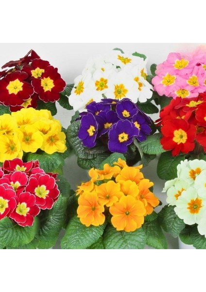 Tohumevi Çuha Çiçeği Tohumu - Primula Acaulis Mix (20 Tohum)