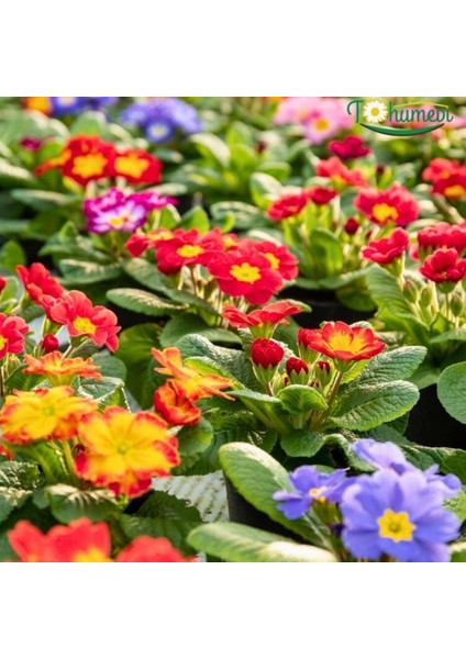 Tohumevi Çuha Çiçeği Tohumu - Primula Acaulis Mix (20 Tohum)