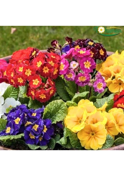 Tohumevi Çuha Çiçeği Tohumu - Primula Acaulis Mix (20 Tohum)