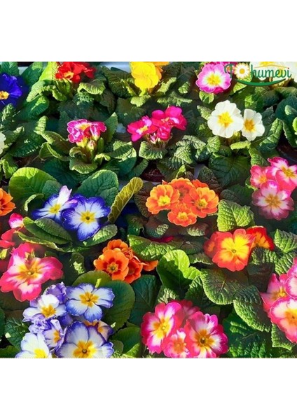 Tohumevi Çuha Çiçeği Tohumu - Primula Acaulis Mix (20 Tohum)