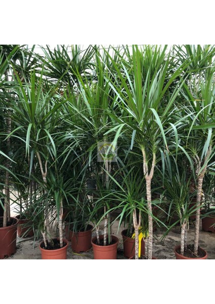 Dracaena Marginata Çiçeği 4 Gövdeli 150-160 cm