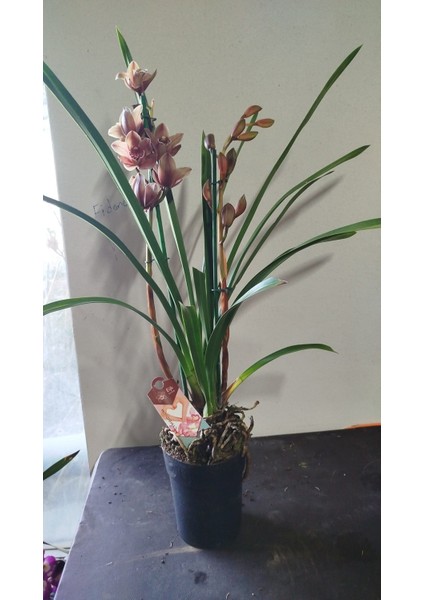 Cymbidium Orkide Kahverengi Renk