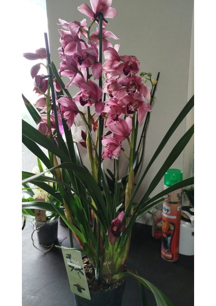 Cymbidium Orkide Pembe Renk