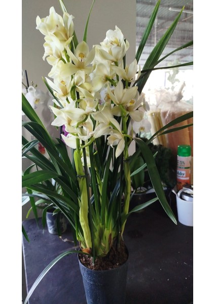 cymbidium orkide sarı renkli