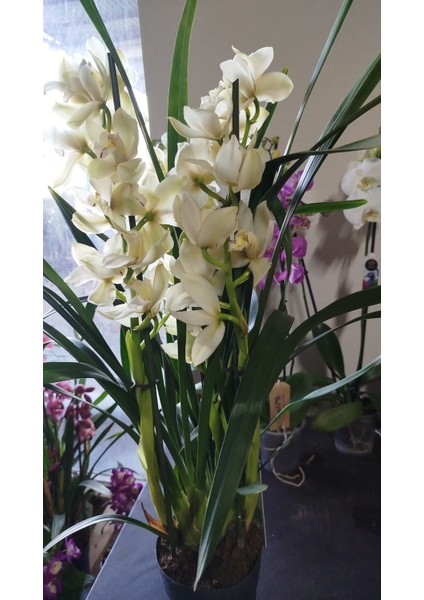 cymbidium orkide sarı renkli fiyatları