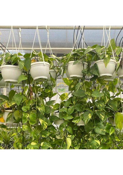 Patos Salon Sarmaşığı Bitkisi (Askılı)