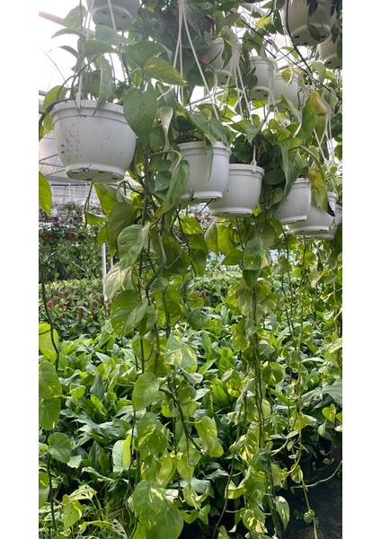 Patos Salon Sarmaşığı Bitkisi (Askılı) fiyatları