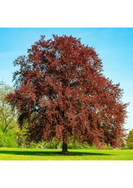 Kırmızı Kayın Fidanı 3 Adet - Fagus Sylvatica Atropurpurea