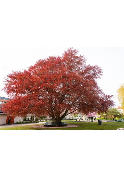 Kırmızı Kayın Fidanı 3 Adet - Fagus Sylvatica Atropurpurea