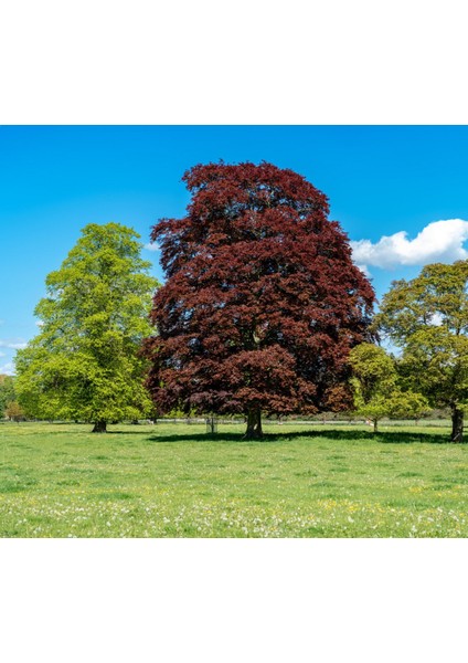 Kırmızı Kayın Fidanı 3 Adet - Fagus Sylvatica Atropurpurea