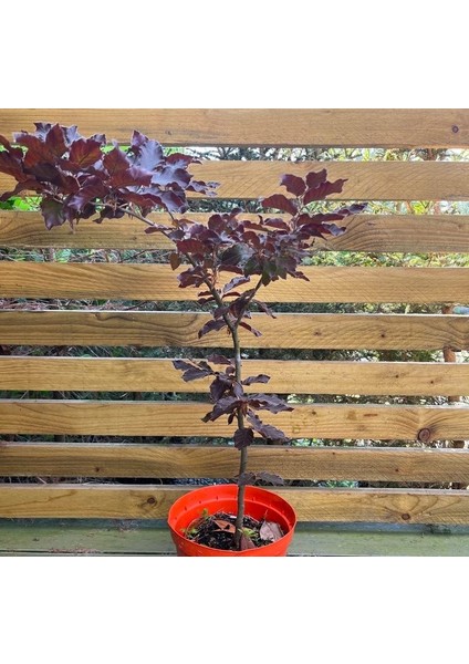 Kırmızı Kayın Fidanı 3 Adet - Fagus Sylvatica Atropurpurea