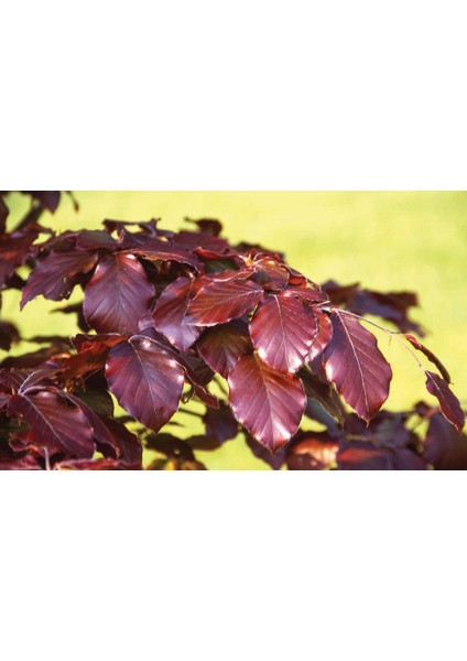 Kırmızı Kayın Fidanı 3 Adet - Fagus Sylvatica Atropurpurea