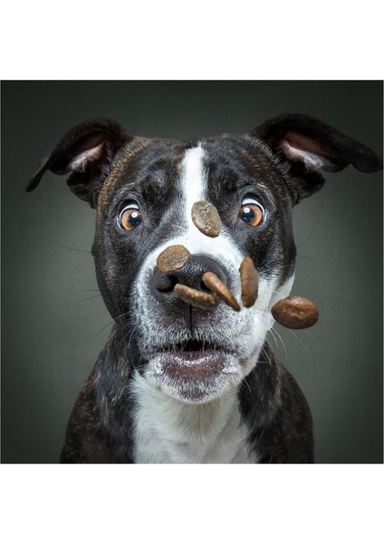 Vieler Fotoğraf Köpek Puzzle 100 Parça 20511