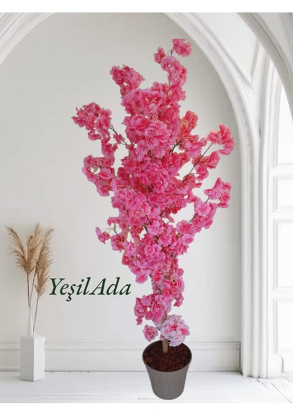 Pembe Bahardalı Ağaç Bahar Dalı Pembe Çiçek 1.50 mt Boy