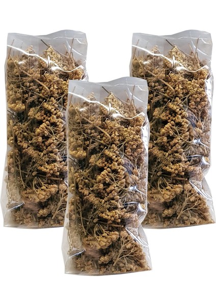 Civan Perçemi fiyatları