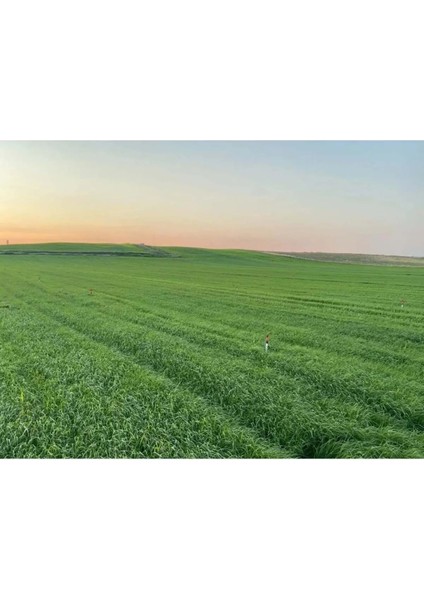 Italyan Süt Otu Ithal Ryegrass 5 kg (25 kg Lık Ambalajından Bölünerek Gönderilir)
