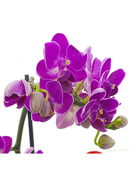 Love You Phalanopsis Orkide ve Mini Ayıcıklı Çikolata & Sevgiliye Hediye & Çiçek Çikolata & Özel Tasarım fiyatları