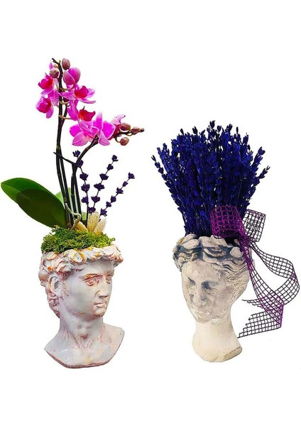 Helen Saksıda Lavanta ve David Saksıda Mini Orkide Phalaenopsis Ev Dekorasyonu Canlı Çiçek