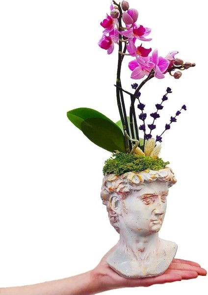 Helen Saksıda Lavanta ve David Saksıda Mini Orkide Phalaenopsis Ev Dekorasyonu Canlı Çiçek fiyatları