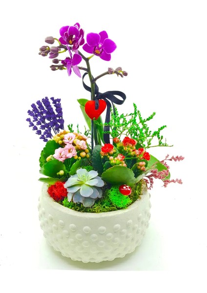 Beyaz Boncuk Saksıda Orkide Kalanchoe Sukulent Hediye Çiçek Canlı Bitki Mini Bahçe 15-20 cm