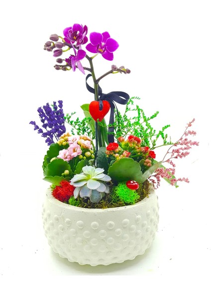 Beyaz Boncuk Saksıda Orkide Kalanchoe Sukulent Hediye Çiçek Canlı Bitki Mini Bahçe 15-20 cm modelleri