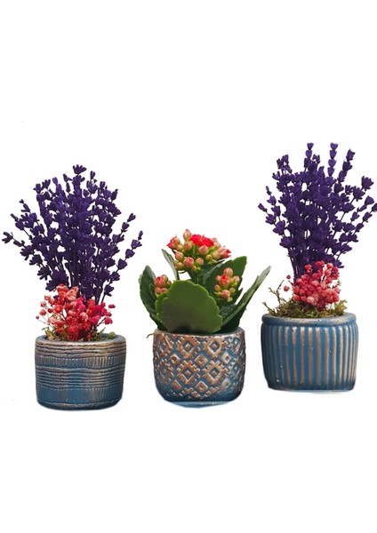 Kalanchoe ve Lavanta Bakır Mavi Trio Beton Set Saksıda & Hediye Çiçek Seti Salon Cicegi