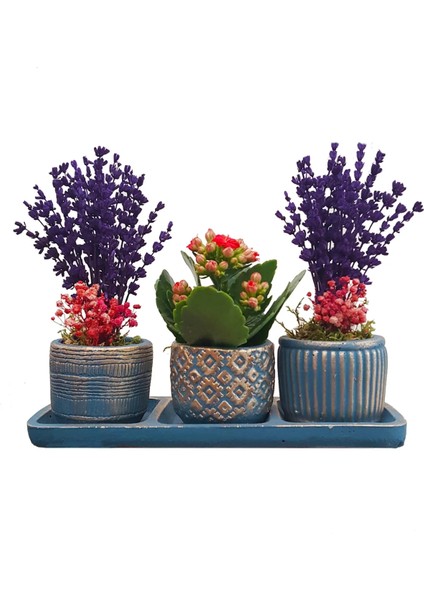 Kalanchoe ve Lavanta Bakır Mavi Trio Beton Set Saksıda & Hediye Çiçek Seti Salon Cicegi