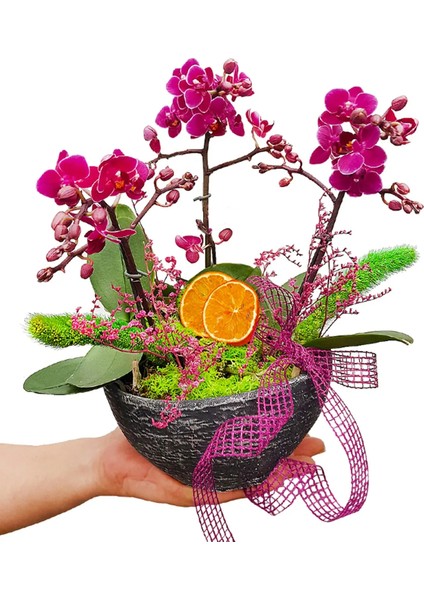 3 Dal Mini Phalaenopsis Orkide Kase Beton Saksıda Tasarım & Canlı Bitki Salon Çiçeği