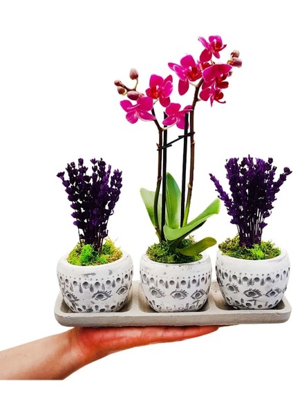 Mini Orkide Ve Mor Lavanta Set Efes Serisi Saksıda & Yıl Dönümü Hediye Bitki Canli Cicekler