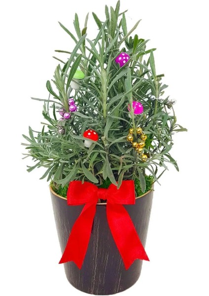 Kokulu Canlı Lavanta Seramik Saksıda Süslü Noel Çam Ağacı Yeni Yıl Canli Cicek Aranjmanlari