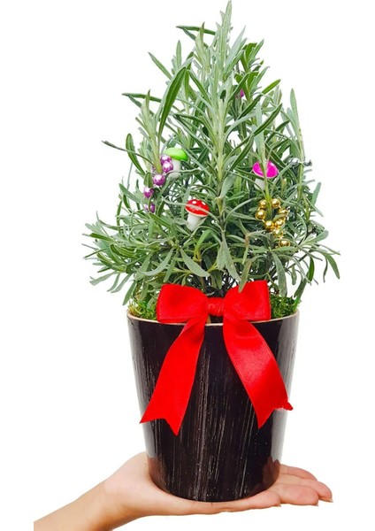 Kokulu Canlı Lavanta Seramik Saksıda Süslü Noel Çam Ağacı Yeni Yıl Canli Cicek Aranjmanlari modelleri