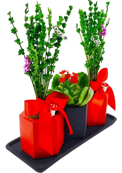 Kırmızı Siyah Beton Set Saksıda Yeşil Lavanta ve Kalanchoe Cicek Yılbaşı Süsü Sus Esyalari 15-20 cm