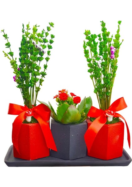 Kırmızı Siyah Beton Set Saksıda Yeşil Lavanta ve Kalanchoe Cicek Yılbaşı Süsü Sus Esyalari 15-20 cm fiyatları