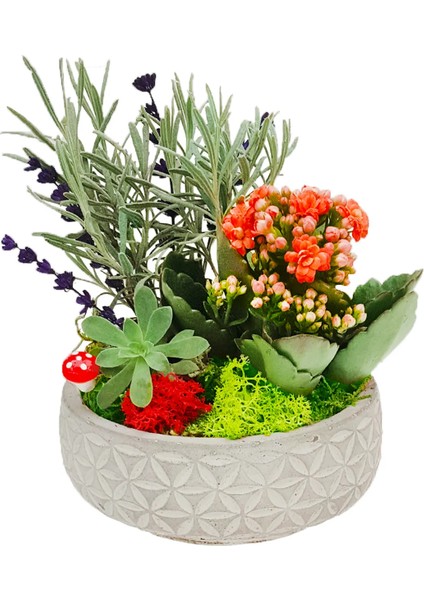 Minimalist Design Serisi Mini Garden & Midi Papatya Saksıda Kalanchoe Lavanta Sukulent Canlı Çiçek