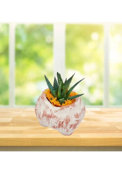 Bay Pantolon Beton Saksıda Howartia Pencere Önü Çiçeği Serisi & Sukulent Canlı Bitki & 10-15 cm