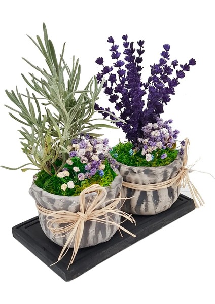 Lavanta Excellent Kokulu Canlı Bitki Ic Mekan Bitkileri Beton Saksıda Salon Cicekleri Hediye