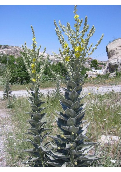 Sığır Kuyruğu 50 gr