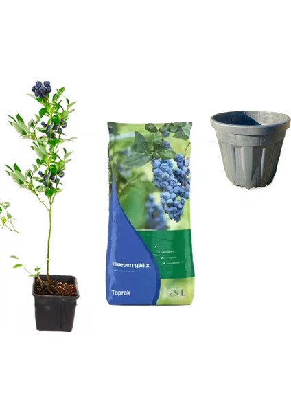 Yaban Mersini Fidan + Toprak (25LT)+ Saksı (25LT)