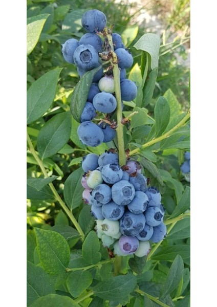 Yaban Mersini Fidan + Toprak (25LT)+ Saksı (25LT) fırsatları