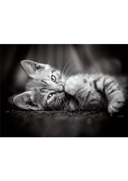 39422 Kedi Yavruları Hqc 1000 Parça Yapboz