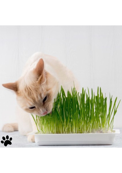 %100 Doğal Kedi Çimi 100GR (Tüy Yumağı Önleyici) sadece tohumdur