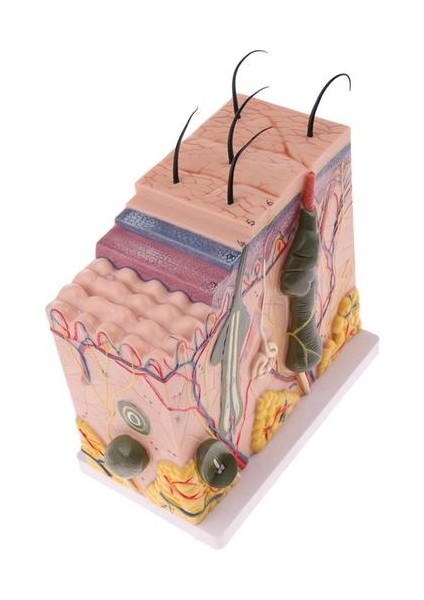 50X Insan Anatomik Cilt Modeli Subkutan Doku Diseksiyonu (Yurt Dışından)