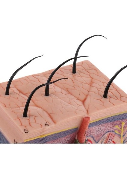 50X Insan Anatomik Cilt Modeli Subkutan Doku Diseksiyonu (Yurt Dışından)