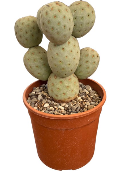 Tephrocactus Geometricus (Kaktüs)