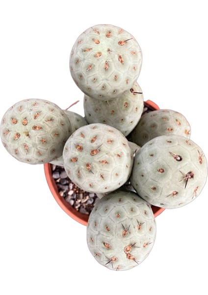 Tephrocactus Geometricus (Kaktüs) fiyatları