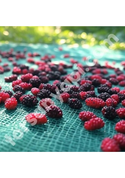 Dut Toplama Filesi – Yüzde 75 Lik – Yeşil – Düz - 1.5 Metre x 30 Metre