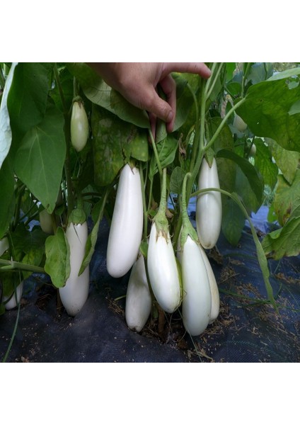 Doğal Casper Patlıcan Tohumu(15 Tohum)