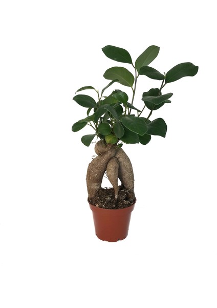 Ficus Microcarpa 'Ginseng Bonsai'